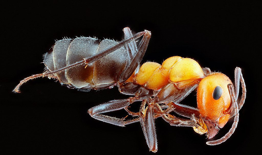 Ant Control service in Mountain View, CA