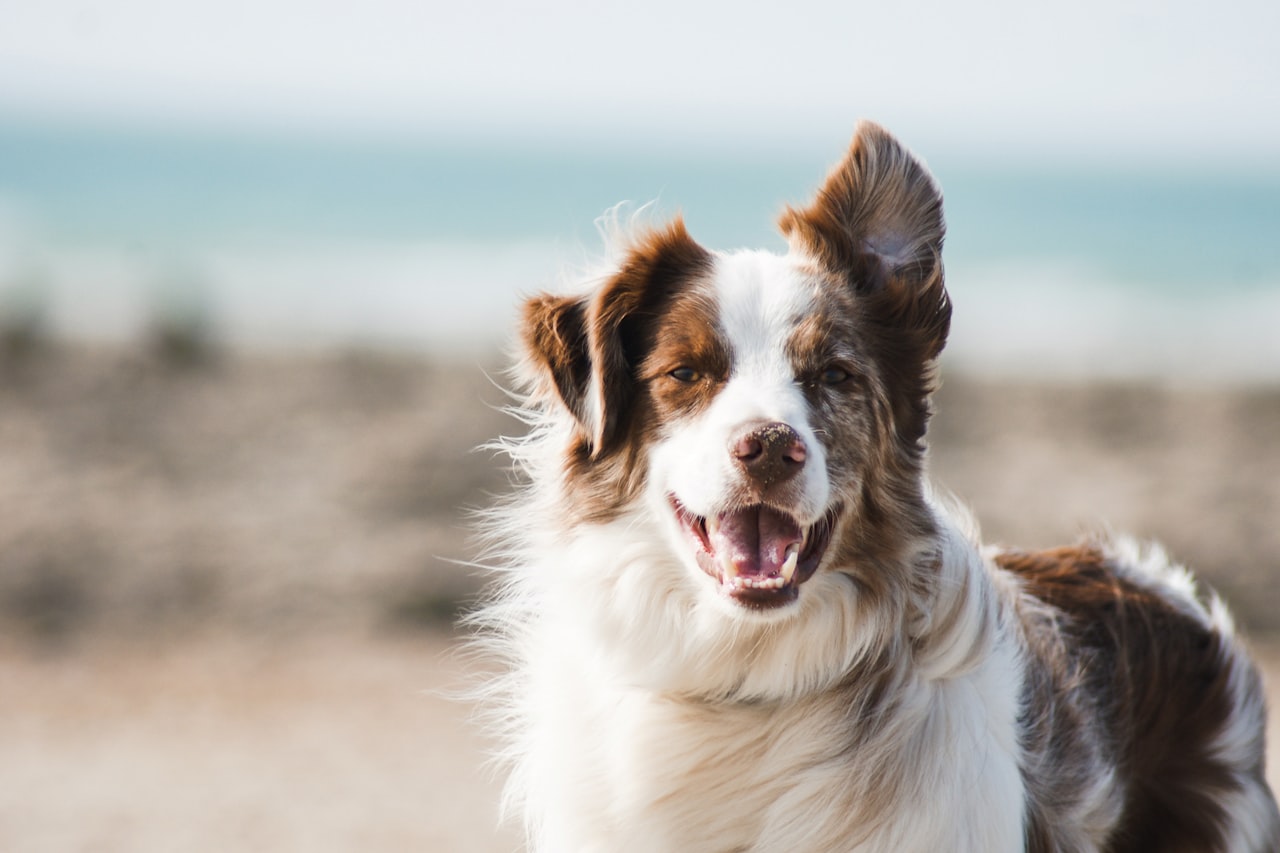 Flea & Tick Control service in Mountain View, CA