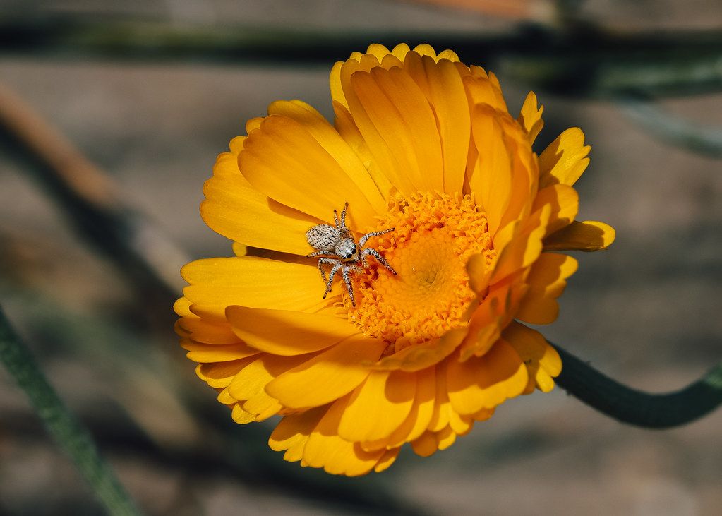 Spider Control service in Mountain View, CA